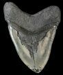 Massive, Megalodon Tooth - South Carolina #42232-1